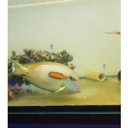 Acanthurus Olivaceus M